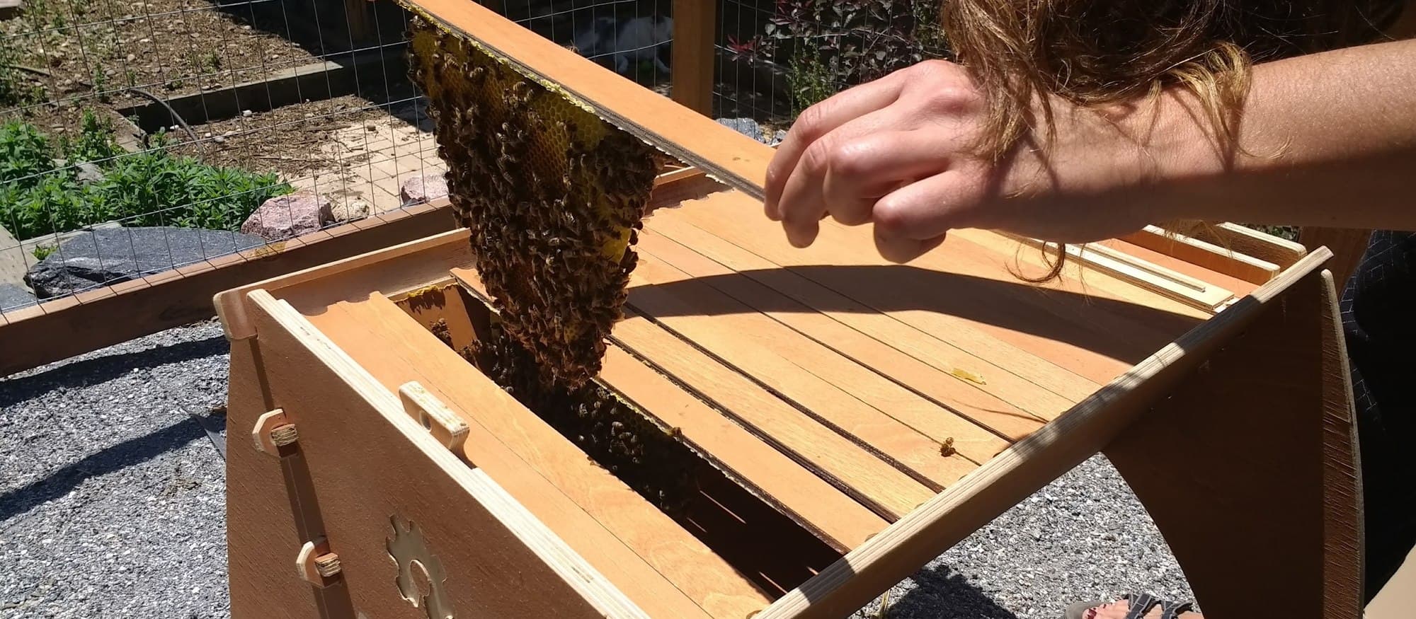 Hands lifting a bar of comb covered in bees out of an AKER top-bar hive