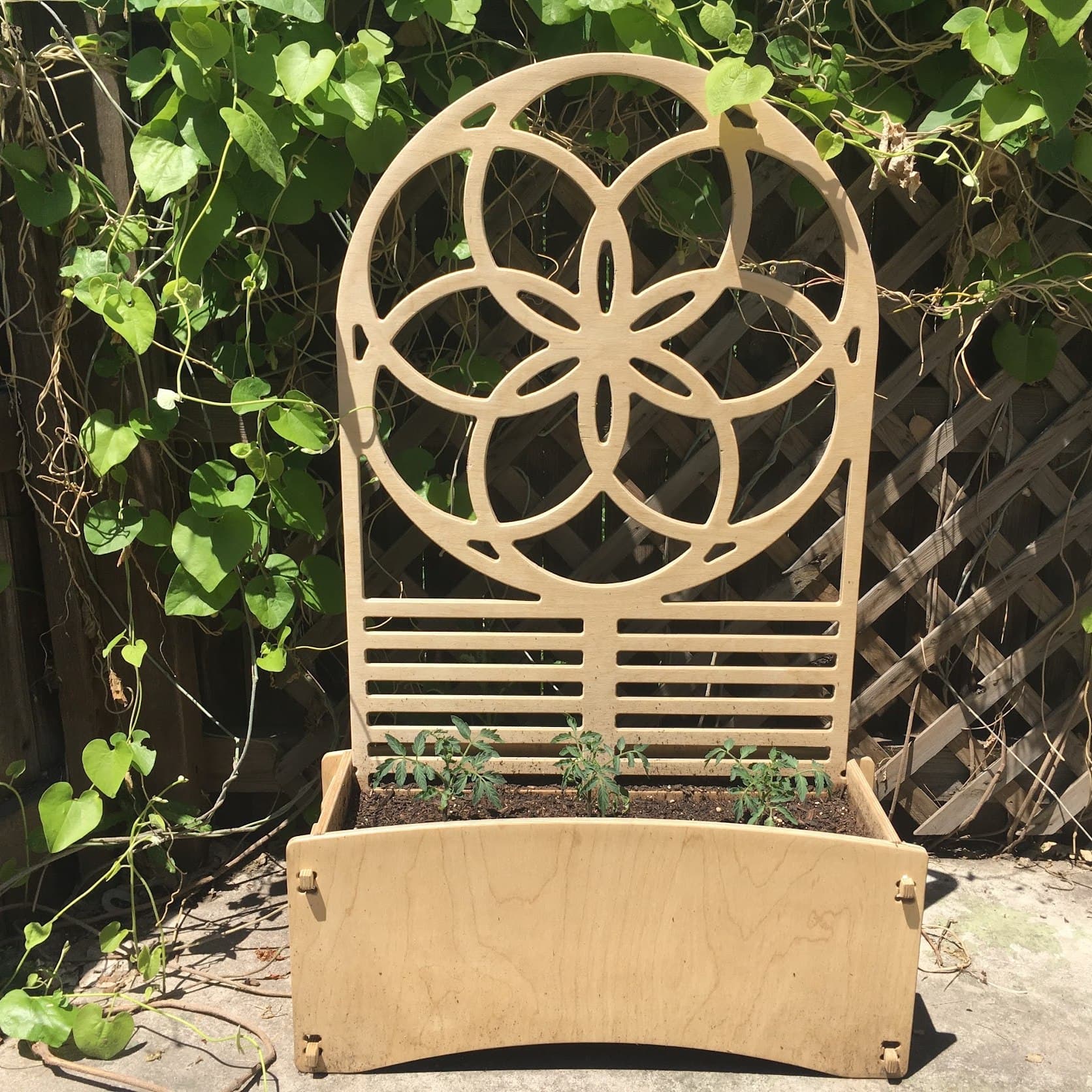 A Trellis Planter against a fence with tomato seedlings starting up the lattice