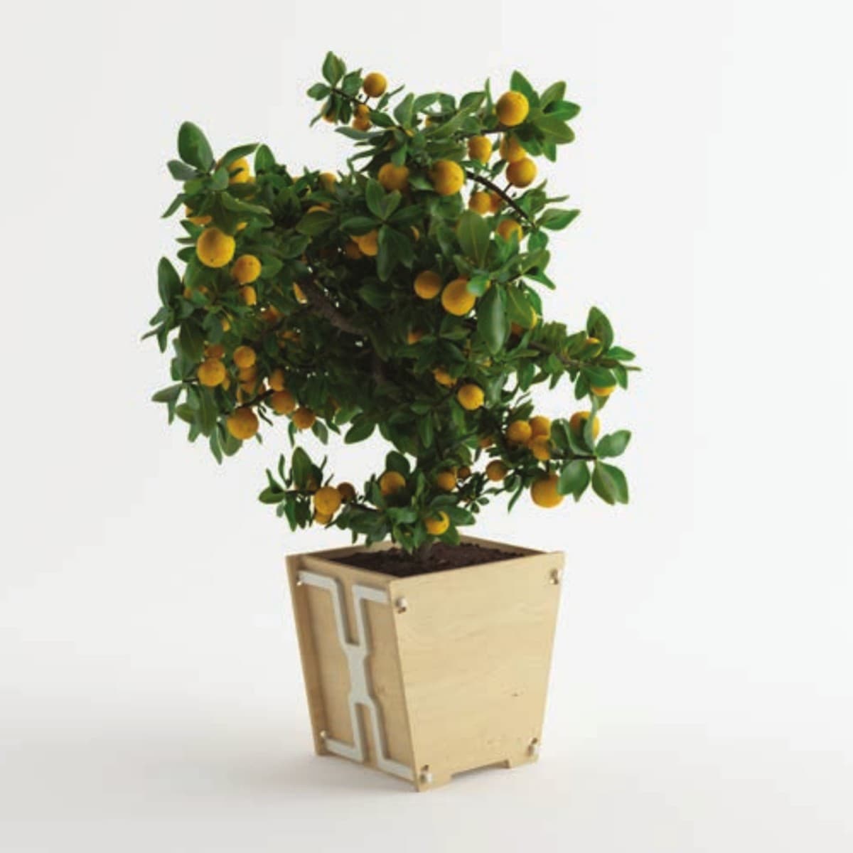 The Vee Planter with a citrus tree