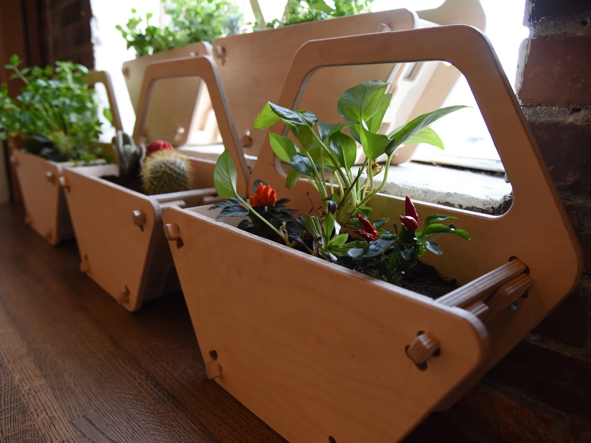 Three Vee Planters on an indoor windowsill, planted with herbs, a cactus and chillies